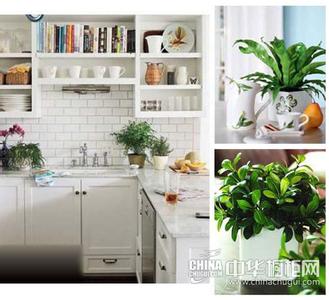 办公室绿植摆放效果图 厨房绿植选购指南?厨房应该摆放哪些绿植?
