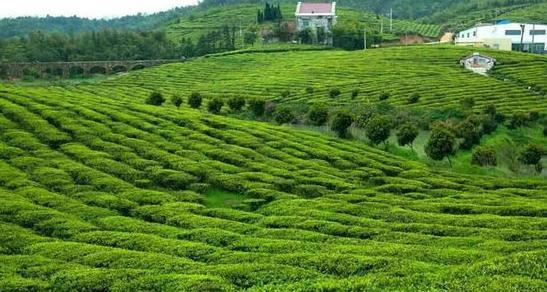 油茶树什么时候种植 茶树种植区域地形有什么