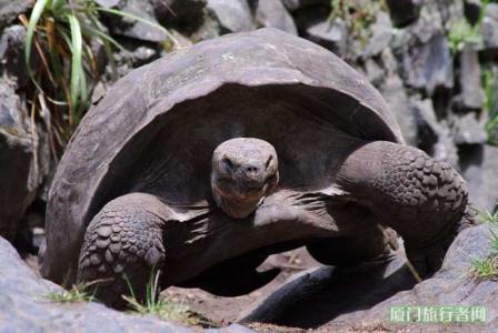 世界上最大千年乌龟 世界上最大千年乌龟的体重