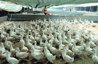 2017年肉鸭养殖前景 养肉鸭的市场前景