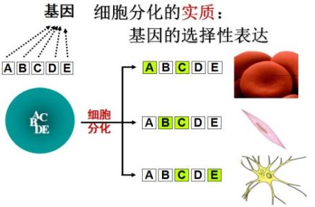 细胞的癌变教学设计 关于细胞的癌变教学反思_细胞的癌变课后反思