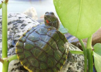 巴西乌龟怎么养 小巴西乌龟冬天怎么养