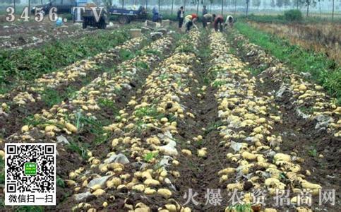 土豆的种植时间和方法 广东土豆种植时间是什么时候