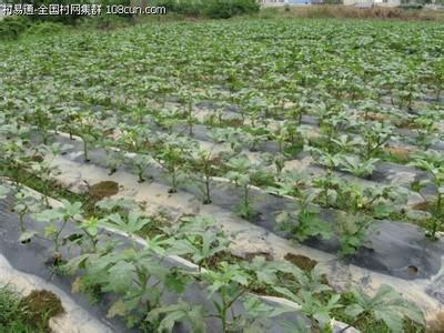 黄秋葵盆栽种植方法 黄秋葵种子的种植方法