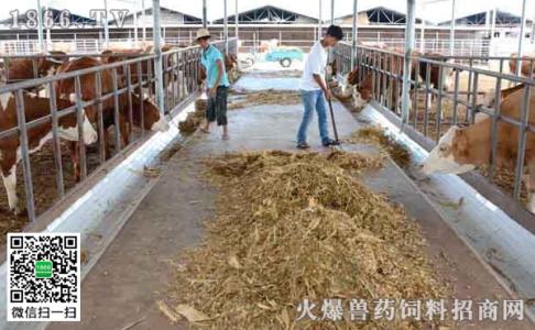 肉牛饲料配制及配方 肉牛饲养配制及配方有哪些