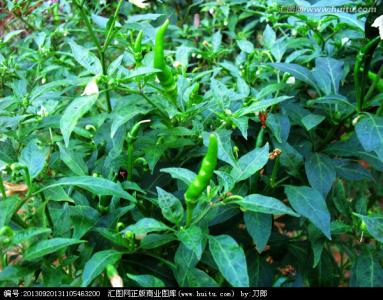 朝天辣椒种植技术视频 朝天辣椒种植技术