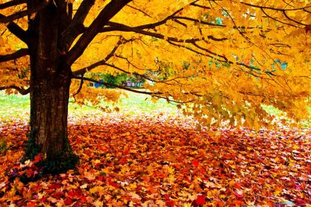 秋天的作文400字写景 关于秋天的优秀写景范文4篇