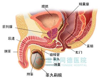 治前列腺囊肿症状方法 前列腺囊肿的护理方法是什么