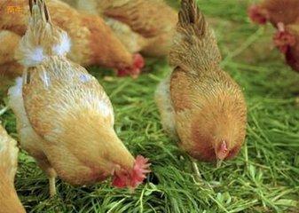 美国蛋鸡饲养方法 如何饲养无公害蛋鸡的方法