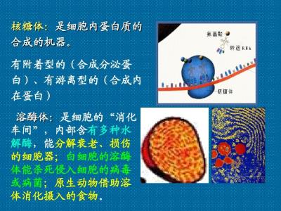 高一生物必修1细胞器同步练习及答案