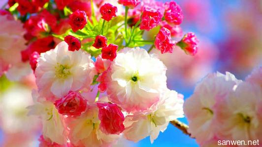 描写花朵的优美句子 形容春天花朵优美的句子_写春天花朵的优美语句
