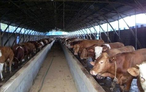 肉牛饲养管理技术 肉牛阶段管理饲养技术