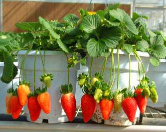 家庭如何种植草莓 家庭种植草莓如何过冬