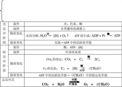 高一生物必修1复习提纲