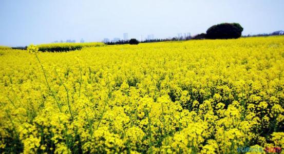 面朝大海春暖花开 春暖花开成语接龙集锦