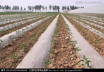 露地辣椒种植技术 露地辣椒如何种植