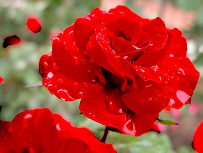 血色蔷薇花 血色蔷薇花的含义是什么