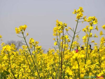 油菜花作文450字 油菜花的作文450字5篇，关于美丽的油菜花作文