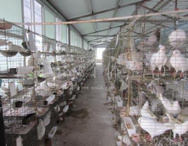 中国肉鸽饲养前景 肉鸽饲养的特点_肉鸽饲养特点是什么