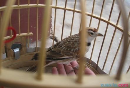 百灵鸟老野叫的好听吗 百灵鸟老野有饲养价值吗