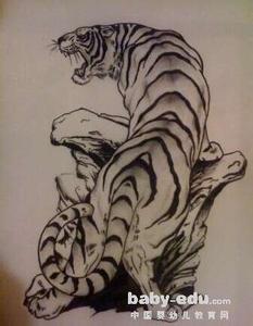 老虎素描图片铅笔画 关于老虎的铅笔画图片