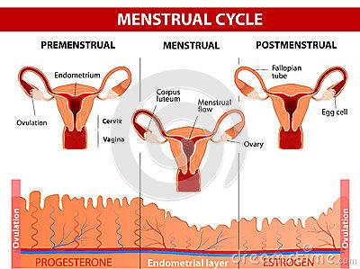 月经周期缩短的原因 导致月经周期长的原因是什么_月经周期长的原因