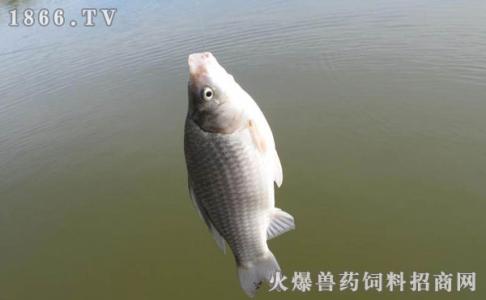 夏季野钓鲫鱼技巧 夏季钓鲫鱼的技巧是什么