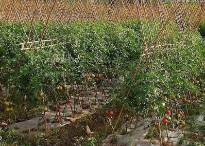 番茄树露地可以种植吗 露地如何种植番茄