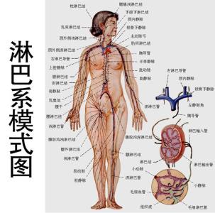 自己在家如何淋巴排毒 身体淋巴排毒手法