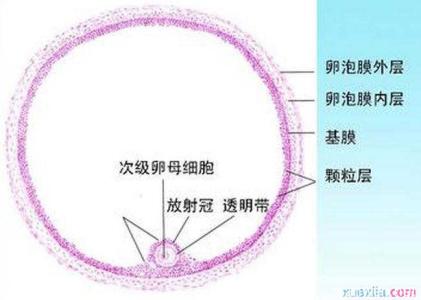 卵泡期是什么意思 什么是卵泡期 卵泡期的介绍