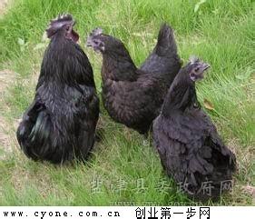 雪峰乌骨鸡养殖技术 乌骨鸡的养殖技术要点