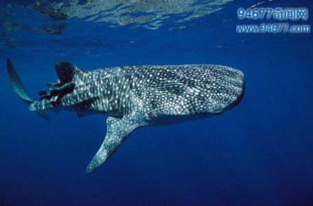 世界上最大的鲸鲨 世界上最大的鲨鱼-鲸鲨