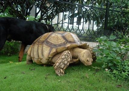 亚达陆龟的饲养方法 陆龟饲养方法_陆龟的饲养