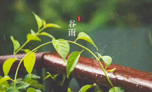 谷雨各地有哪些风俗 谷雨的风俗有哪些