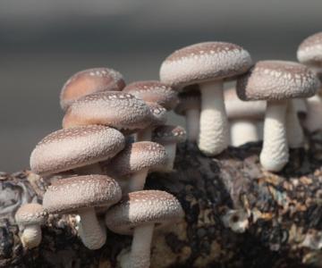 冬菇种植 种植冬菇的技术