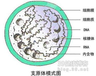 支原体感染是什么病 支原体感染是什么原因引起的