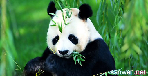 国宝大熊猫作文 关于国宝大熊猫的初中英语作文