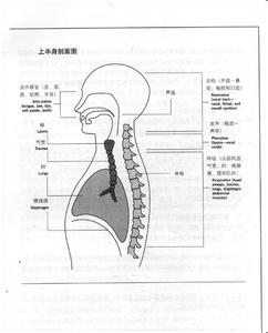 什么是唱歌的发声意识 歌唱发声的基础知识与发声练习