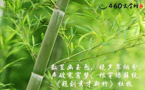 描写竹子的优美诗句 关于竹子的优美句子
