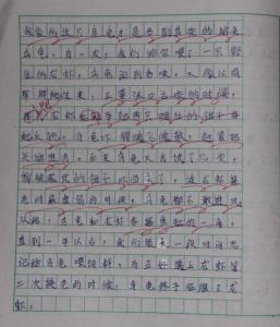 写乌龟的作文450字 乌龟的作文450字5篇