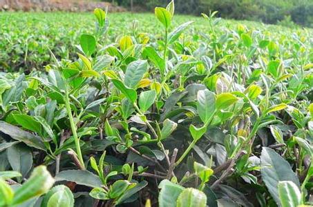 油茶树种植 茶树种植后几年可以采