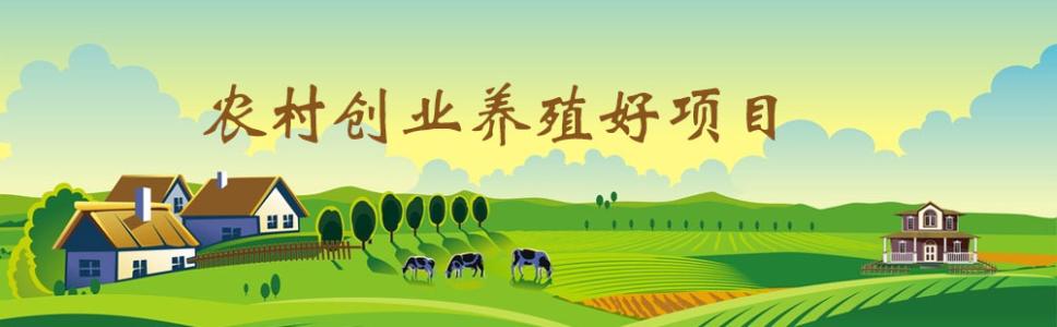 农村创业项目大全养殖 回到农村养殖创业的故事