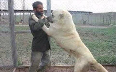 世界上体型最大的狗 世界上体型最大最长的狗
