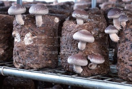 河南香菇种植大棚图 河南香菇种植技术_香菇怎么种植