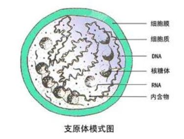 支原体阳性是什么引起 支原体感染什么原因