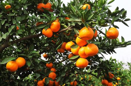 柑橘种植管理技术 种植柑橘怎样管理