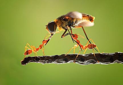 蚂蚁与蜜蜂 蜜蜂和蚂蚁650字