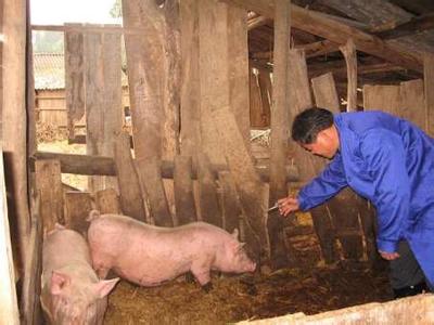 养猪防疫 春季养猪怎样防疫