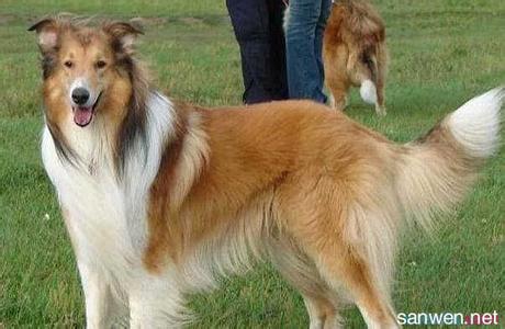 德国牧羊犬多少钱一只 江西牧羊犬多少钱一只 牧羊犬如何训练