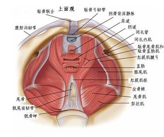 盆底肌是什么 什么是盆底肌 盆底肌的概述